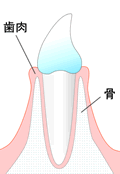 ＜健康な歯肉＞